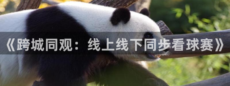易游是什么游戏：《跨城同观：线上线下同步看球赛》